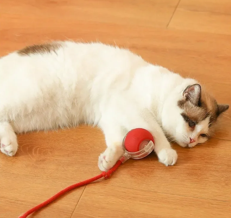 Cat Ball Toy with Rope