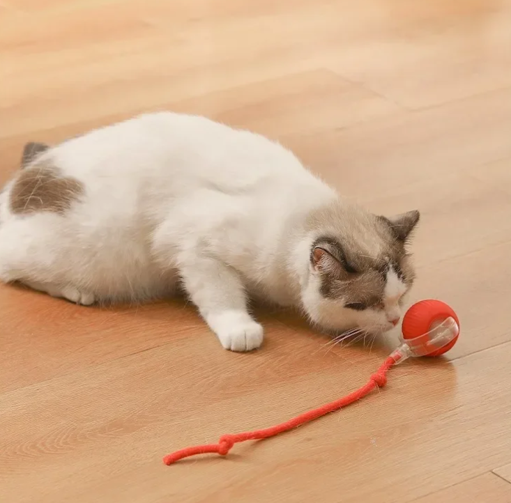 Cat Ball Toy with Rope